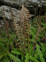 Blechnum penna-marina subsp. alpina. Fertile fronds with slightly falcate pinnae.
 Image: L.R. Perrie © Leon Perrie CC BY-NC 3.0 NZ